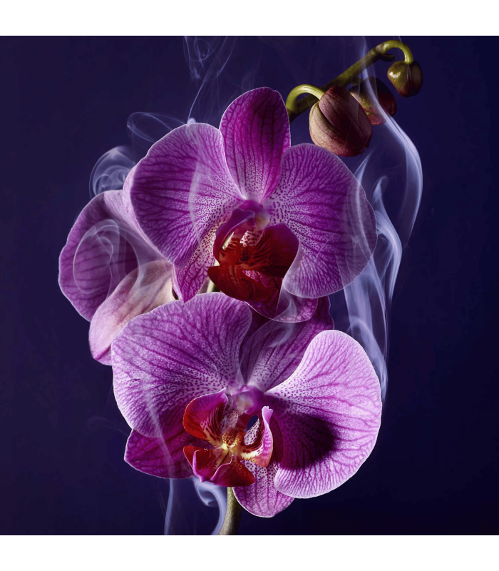 LA NUIT TRESOR - Eau de Parfum 100 ml