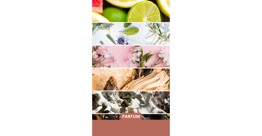 Notes olfactives des parfums femme : comprendre la pyramide pour choisir son parfum.